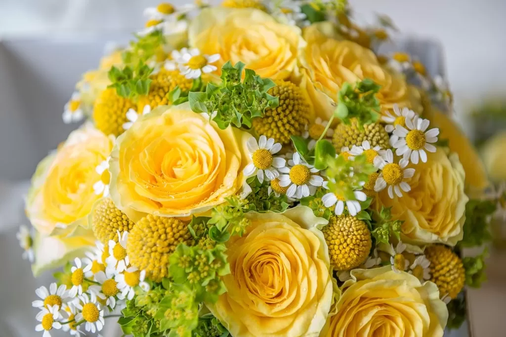 Хризантемы одноголовые