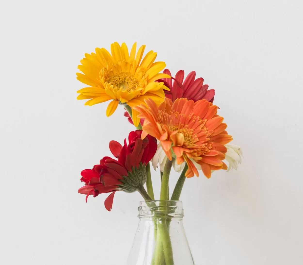 Герберы поштучно