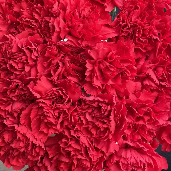 Гвоздика поштучно