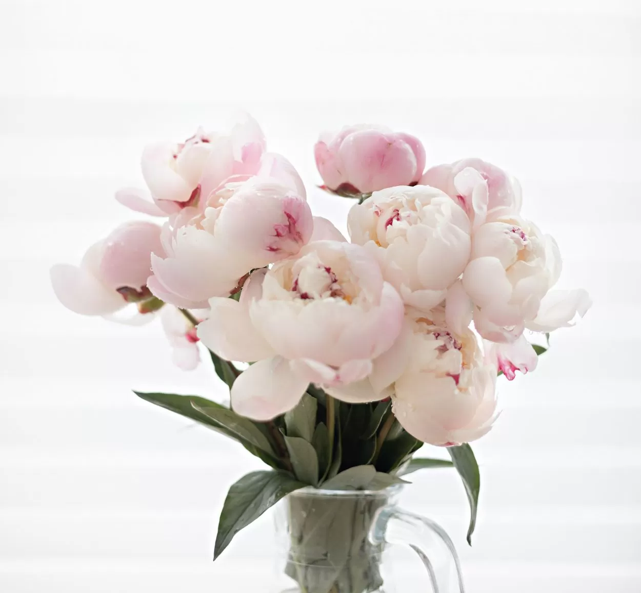 Пионы поштучно